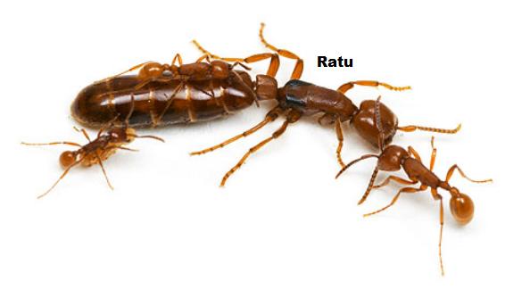 ratu semut tentara